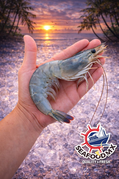 Camarón azul/blanco