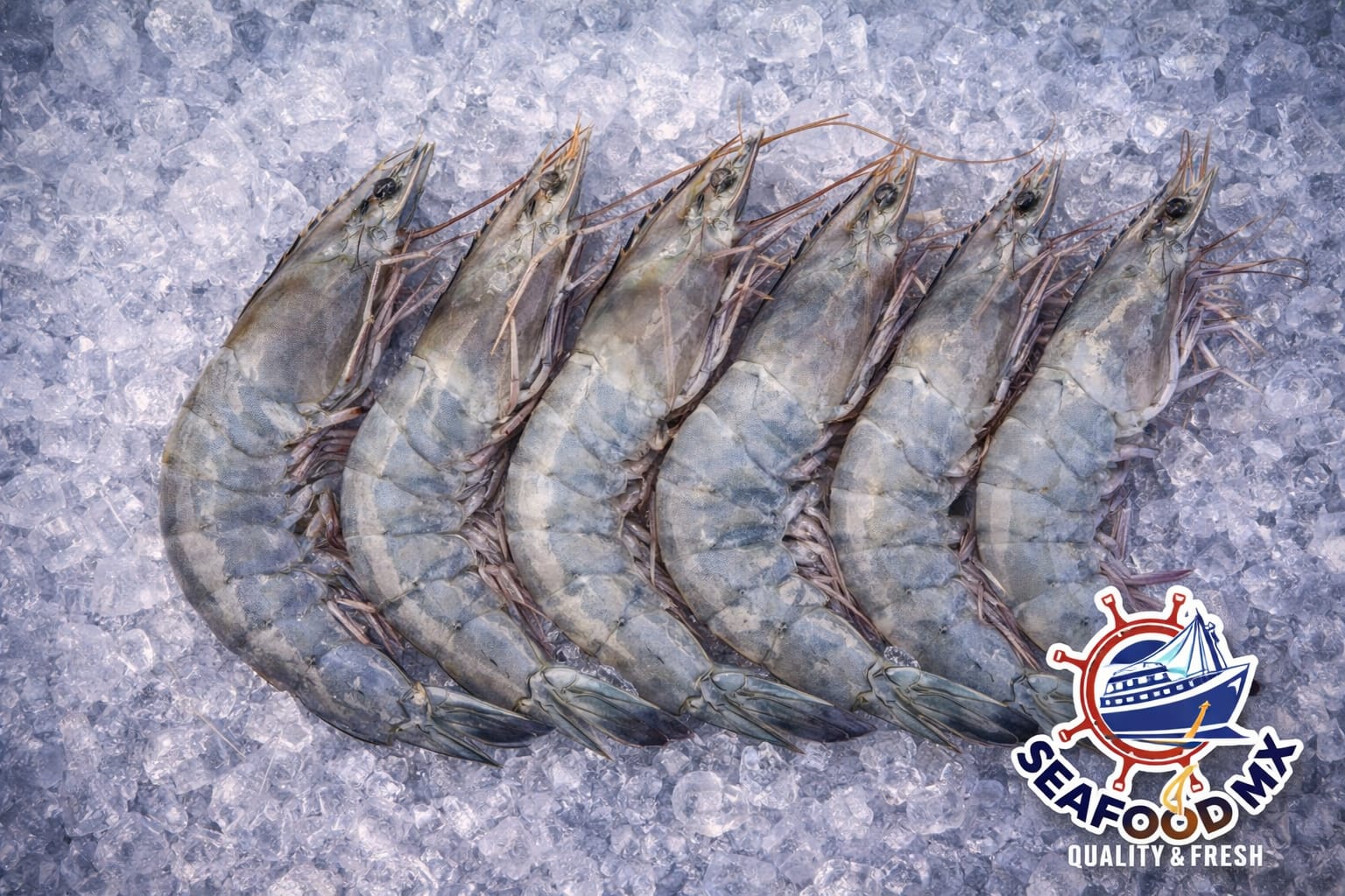 Camarón azul/blanco